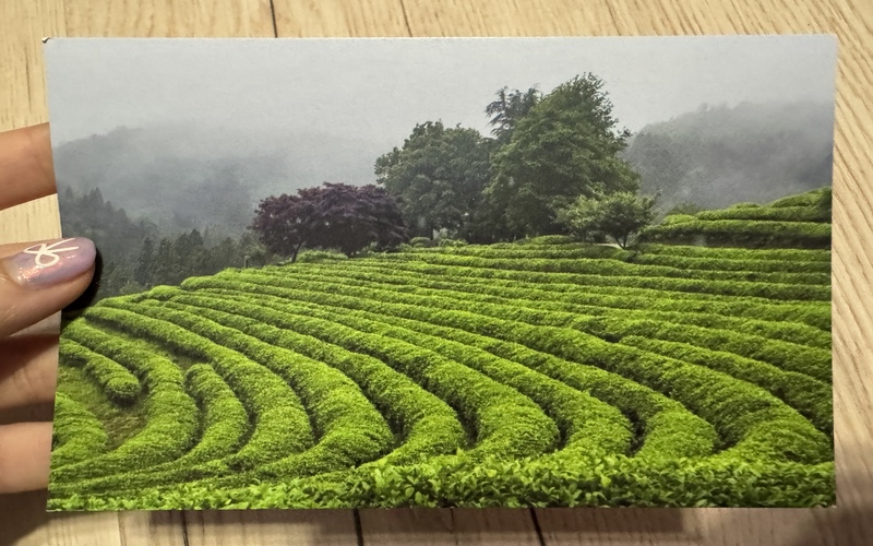 Green tea fields of Boseong (Source: Ramona Stefania Tulug)