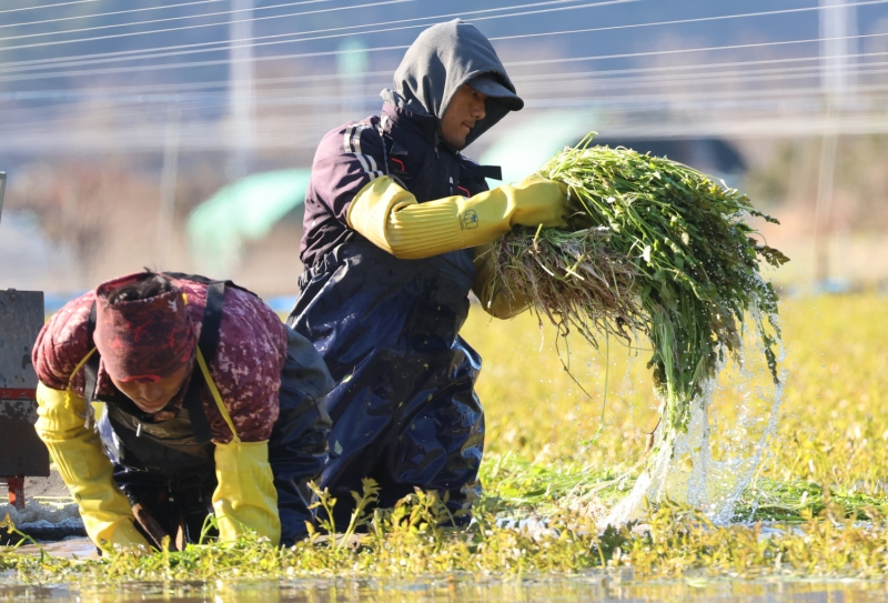 The quota for non-professional foreign workers next year is set at 207,000. Shown are such laborers on Dec. 18 harvesting water parsley at a farm in Cheolma-myeon Township of Busan's Gijang-gun County.