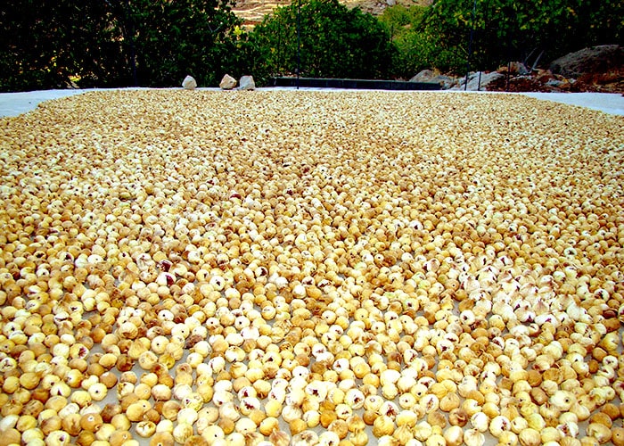 making dry figs