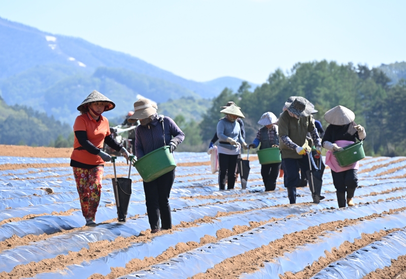 Gangwon-do Province this year will have over 9,000 foreign seasonal workers. Shown are such laborers in May 2024 sowing summer potatoes from high altitudes in the township of Daegwallyeong-myeon in Pyeongchang-gun County, Gangwon-do. (Pyeongchang County)