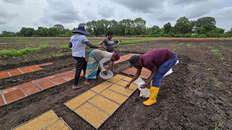 Farmers in Senegal sow rice seeds. (Ministry of Agriculture, Food and Rural Affairs)  
