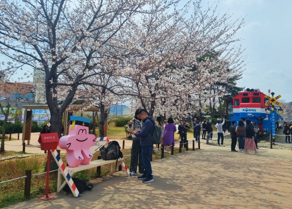 Cherry blossoms and a Saemaeul train decorate Gyeonghwa Station Park in Changwon, Gyeongsangnam-do Province.