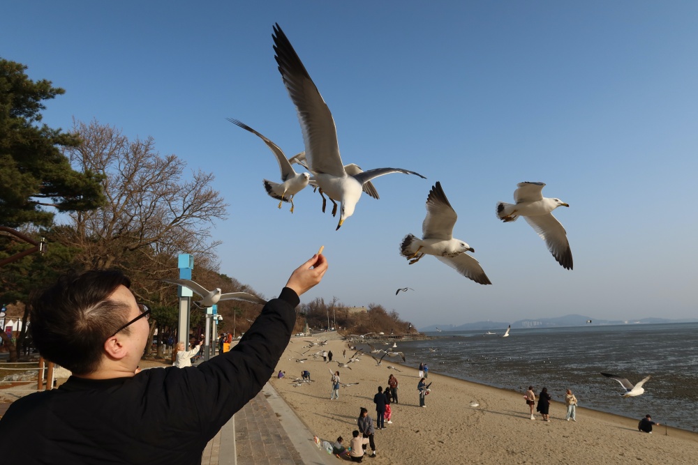 A visitor gives a seagull a shrimp cracker at Dongmak Beach on Incheon's Ganghwado Island.