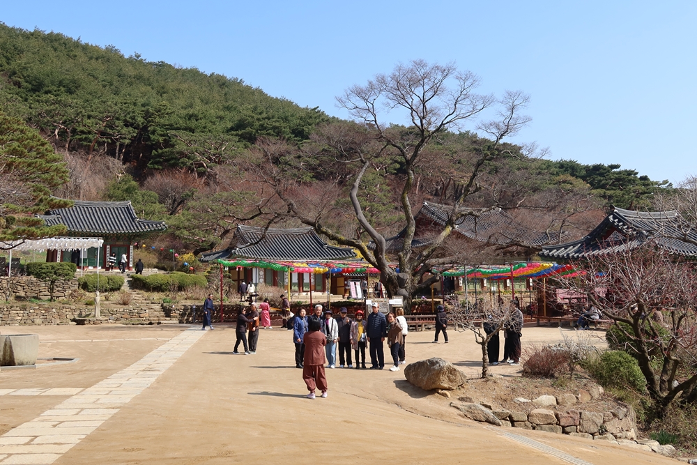 Visitors take photos in front of a protected tree at Jeondeungsa Temple in Ganghwa-gun County, Incheon.