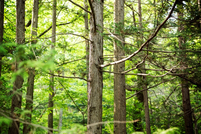 The National Institute of Forest Science on May 12 signed an agreement with China's Scientific Research-Chinese Academy of Forestry on conducting joint global research. (iClick) (This photo is protected under copyright law and unauthorized reproduction and redistribution are strictly prohibited.)  