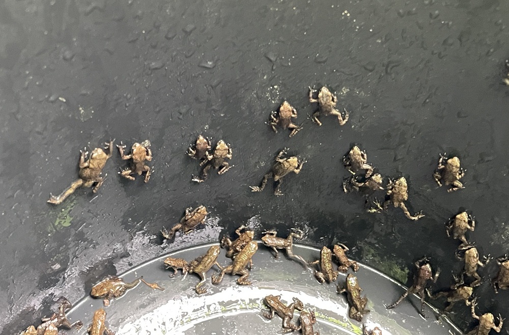 Baby toads born at Janghyeon detention pond in Ulsan's Jung-gu District on May 9 move to their main habitat of Hwangbangsan Mountain in a group. (Jung-gu District Office) 