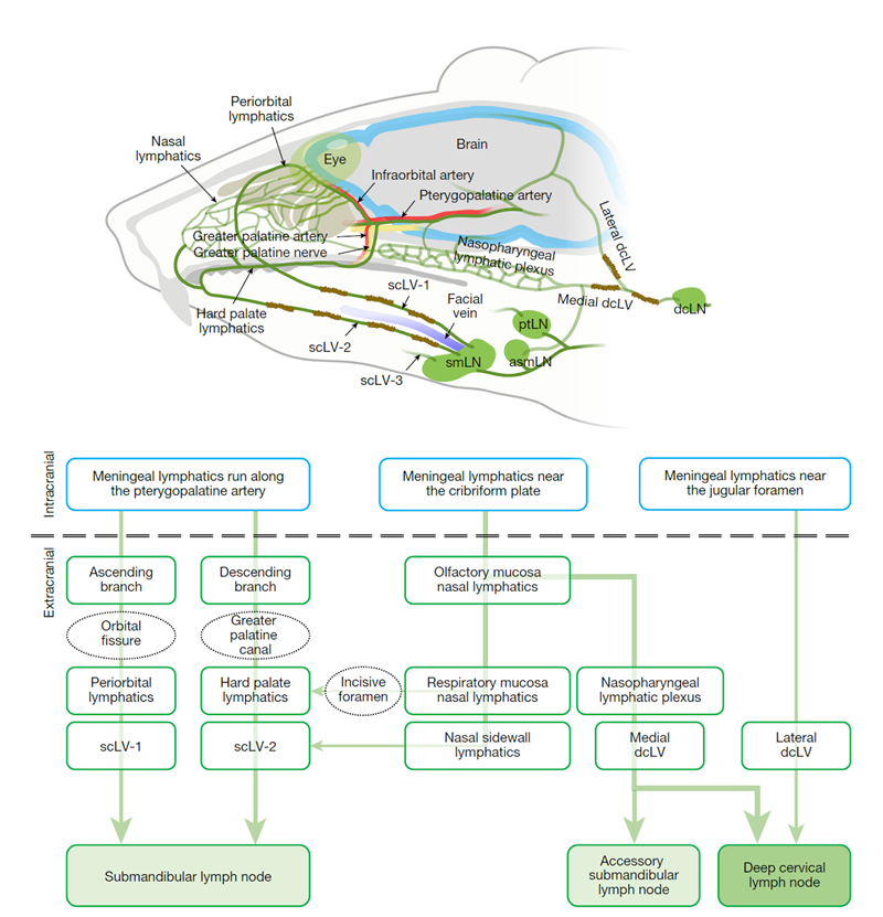This diagram shows the pathway of cerebrospinal fluid drainage through lymphatic vessels. (Nature)
