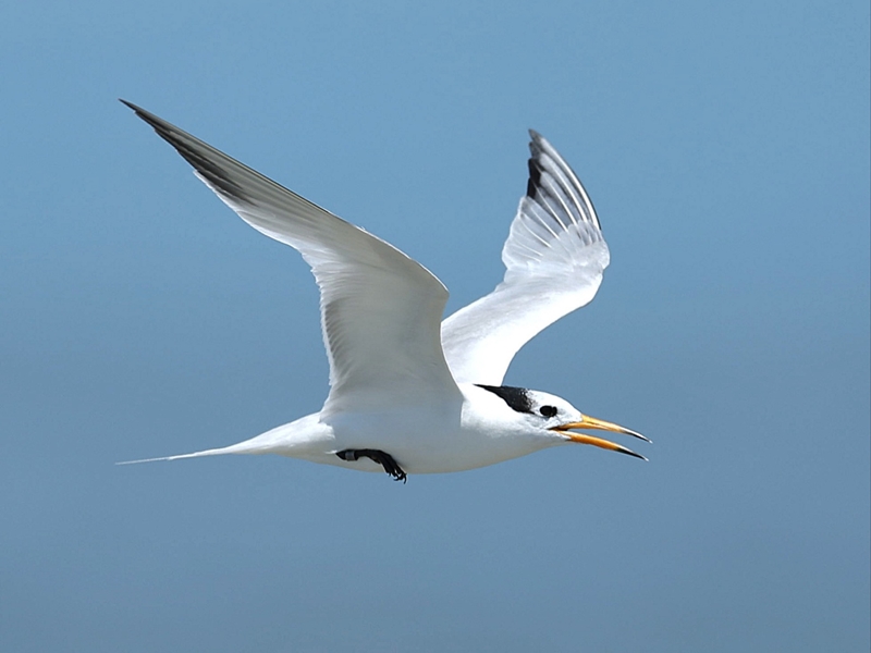 The Ministry of Environment on June 11 said Honam National Institute of Biological Resources and the National Institute of Ecology completely decoded the genetic data of the Chinese crested tern, an internationally endangered species. (Ministry of Environment)
