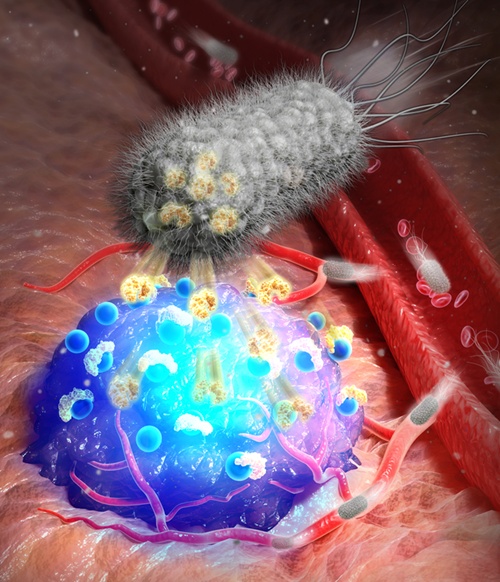 The newly developed bacterial imaging platform marks tumor locations with fluorescence by secreting streptavidin. (KIST)
