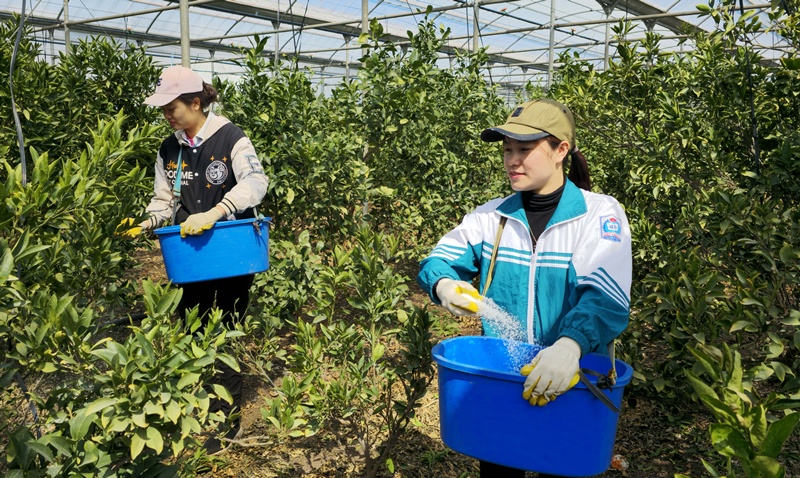 Foreign workers spread fertilizer at a tangerine orchard. (Yonhap News)