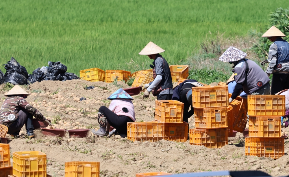 Recently eased regulations seek to improve conditions for foreign workers in the country. Shown are such laborers wearing traditional Vietnamese hats on July 23 harvesting potatoes at a farm in Gangneung, Gangwon-do Province. (Yonhap News)  
