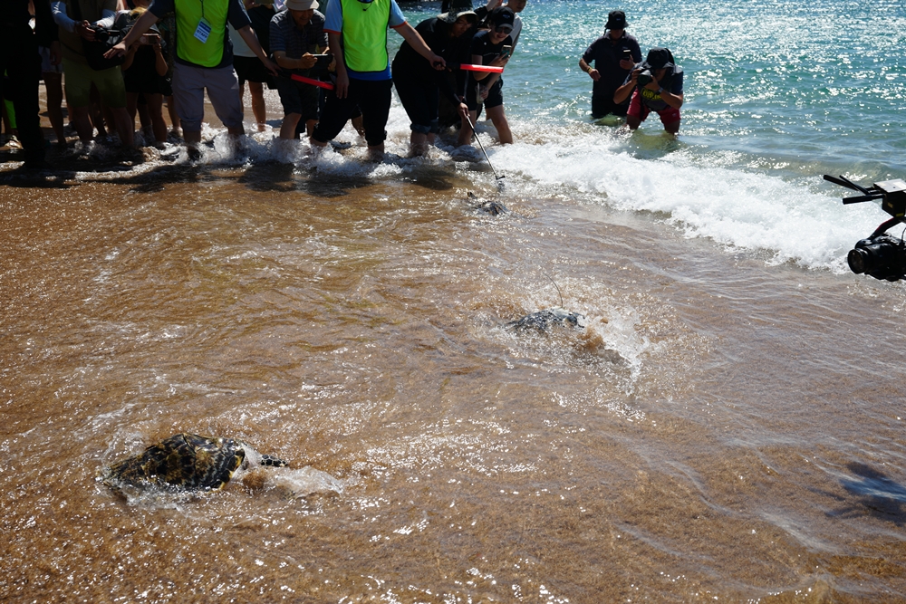 Three hawksbill sea turtles artificially bred in Korea on Sept. 11 are released into the sea at Jungmun Saekdalhaebyeon Beach in Seogwipo, Jeju Island. (Ministry of Oceans and Fisheries) 