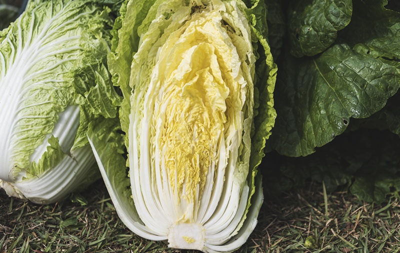 A domestic study has found cabbage to have three major preventive effects. (iClickArt) Unauthorized reproduction and redistribution of the above photo is prohibited under copyright law.  