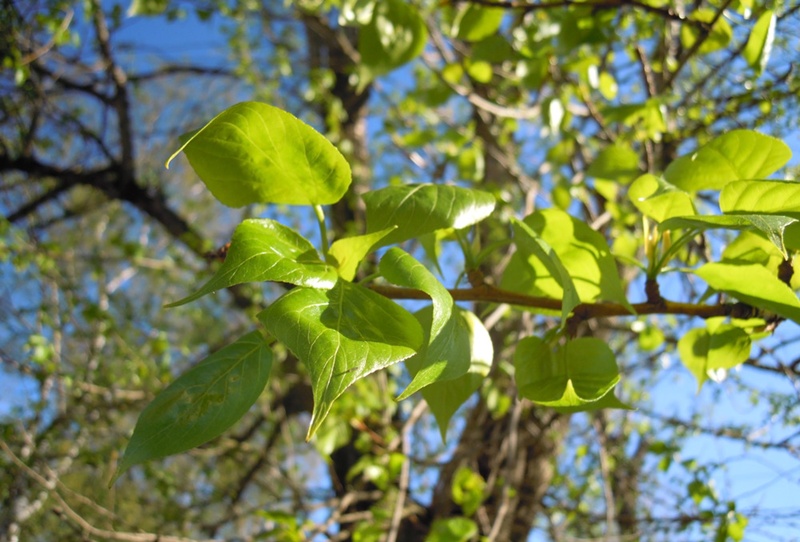 A domestic research team has developed a flexible hydrogel-based thermal regulator that imitates the natural heat regulation of poplar leaves (shown). (iClickArt) Unauthorized reproduction and redistribution of the above photo is prohibited under copyright law.