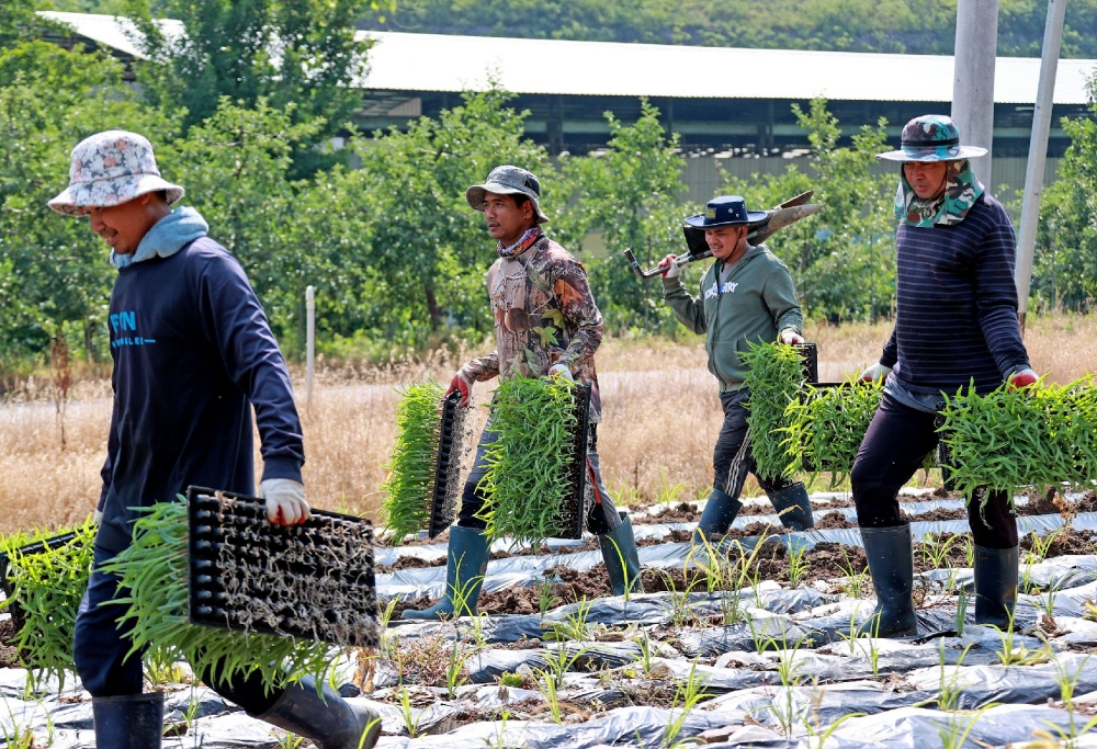 Seasonal workers from Cambodia on June 24 sow corn seeds at a farm in Goesan-gun County, Chungcheongbuk-do Province. (Goesan-gun County Office)