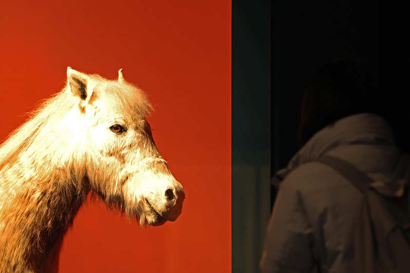 A model of a Jeju horse on Dec. 16 is displayed at the exhibition 