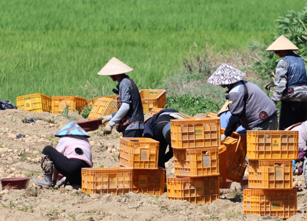 The Ministry of Employment and Labor and the Ministry of Justice on Dec. 29 announced stronger institutional support to help foreign workers recover unpaid wages. Shown are laborers wearing traditional Vietnamese hats on July 23 dig for potatoes at a farm of a village in Gangneung, Gangwon-do Province. (Yonhap News)  