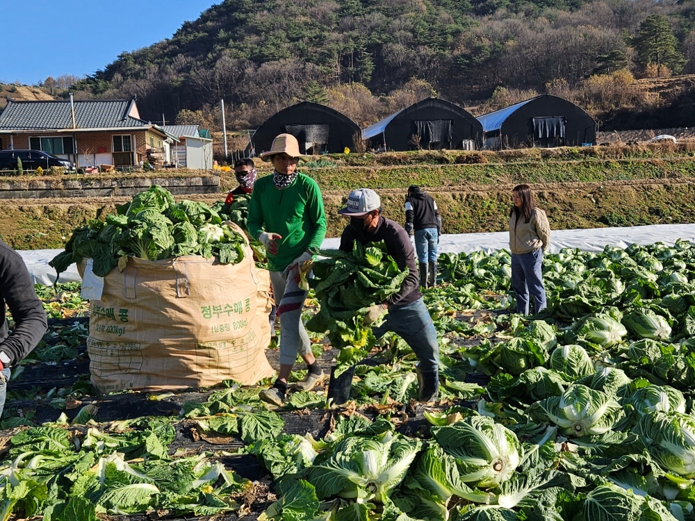 The Ministry of Health and Welfare plans to exempt seasonal foreign workers from paying for insurance for long-term geriatric care. Shown are such laborers harvesting cabbages at a farm in Goesan-gun County, Chungcheongbuk-do Province. (Goesan-gun Office)  