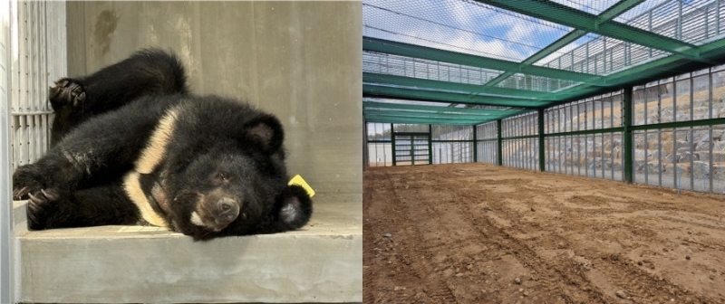 This bear lives at the Gurye Bear Protection Facility in Gurye-gun County, Jeollanam-do Province, and on the right shows the interior of the sanctuary. (Ministry of Climate, Energy and Environment) 