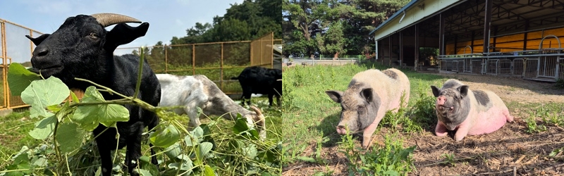 These goats and pigs live at KARA (Korea Animal Rights Advocates) Farm Sanctuary in Eumseong-gun County, Chungcheongbuk-do Province. (KARA)