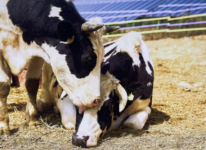 These rescued cows live at New Moon Sanctuary in the village of Sinwol-ri in Inje-gun County, Gangwon-do Province. (Donghaemul)
