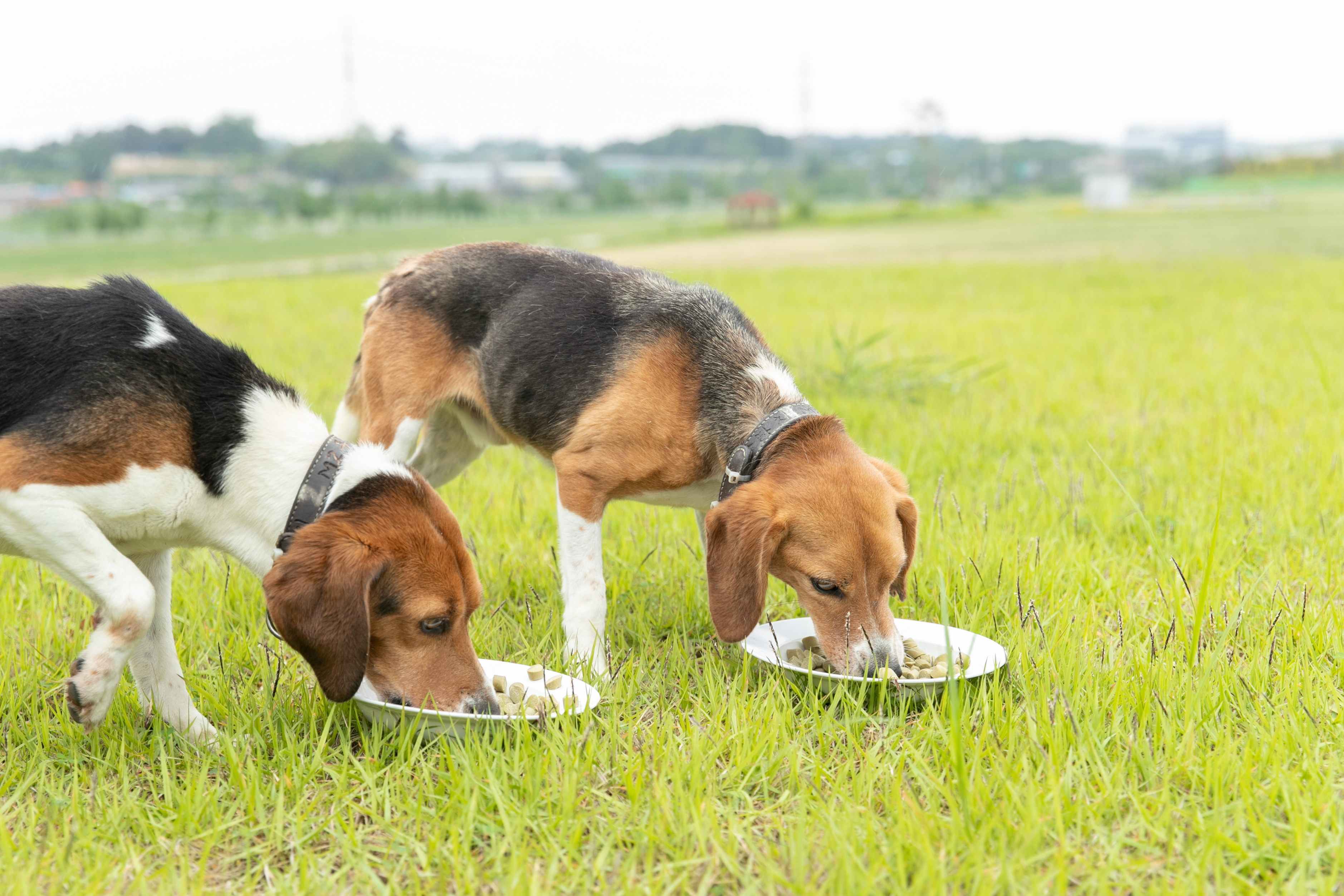 The Rural Development Administration (RDA) on April 8 said nutritional standards for pet food developed by its affiliate National Institute of Animal Science were incorporated into the official notice on related standards and specifications. (RDA)﻿