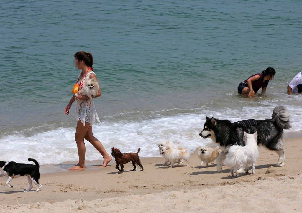 More beaches nationwide including those in Ulsan; Geoje, Gyeongsangnam-do Province; and Yangyang-gun County, Gyeongsangbuk-do Province, are allowing pets. Shown are beachgoers and their dogs at Sageunjinhaebyeon Beach in Gangneung, Gangwon-do Province. (Yonhap News)