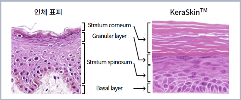 On the right is KeraSkin, a 3D human skin model developed by the Korea Center for the Validation of Alternative Methods created from epidermal keratinocytes from human skin tissue. (Screen capture from center's official website)