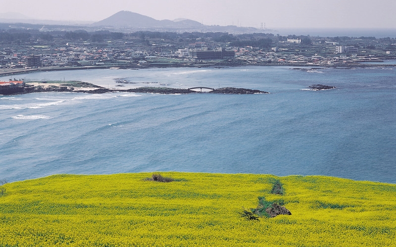 Rapeseed flowers and coastal scenery on Gapado Island off the coast of Seogwipo, Jeju Island (Korea.net DB)