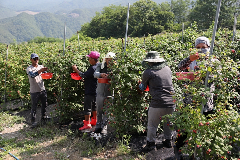The Ministry of Justice on May 11 announced its launch from May 18 of an employment exception for small business owners located in depopulated areas to stimulate regional economies. Shown are foreign workers harvesting bokbunja (black raspberries) at a farm in Muju-gun County, Jeollabuk-do Province. (Muju County)  