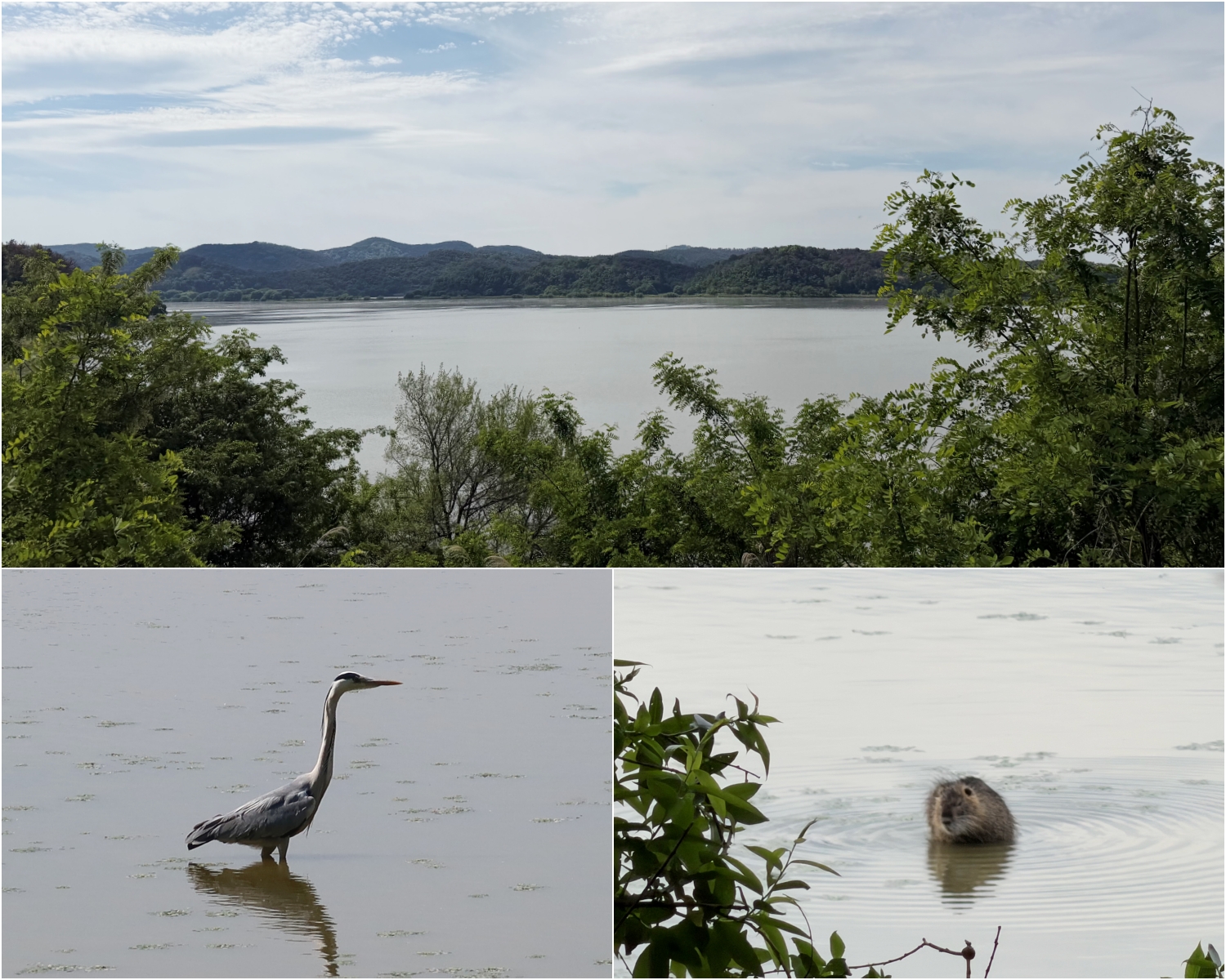 Upo Wetland on May 7 sees herons hunting fish and otters playing in water. Reed grass sways along the edges of the wetland and the sound of birds can be heard here and there. (Charles Audouin)