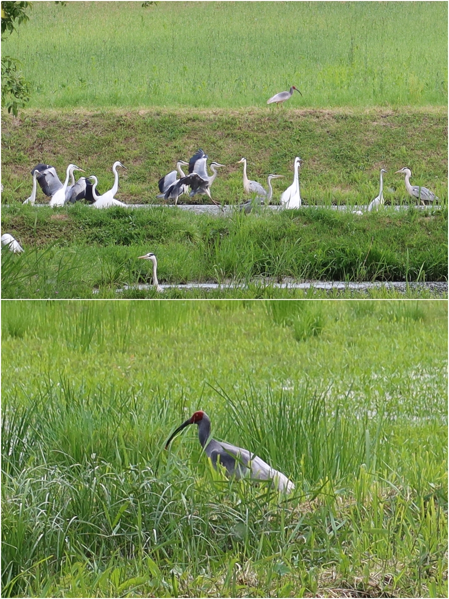 Birds such as the crested ibis (shown), heron and great egret are often seen on the trails around the Upo Crested Ibis Restoration Center. (Charles Audouin)