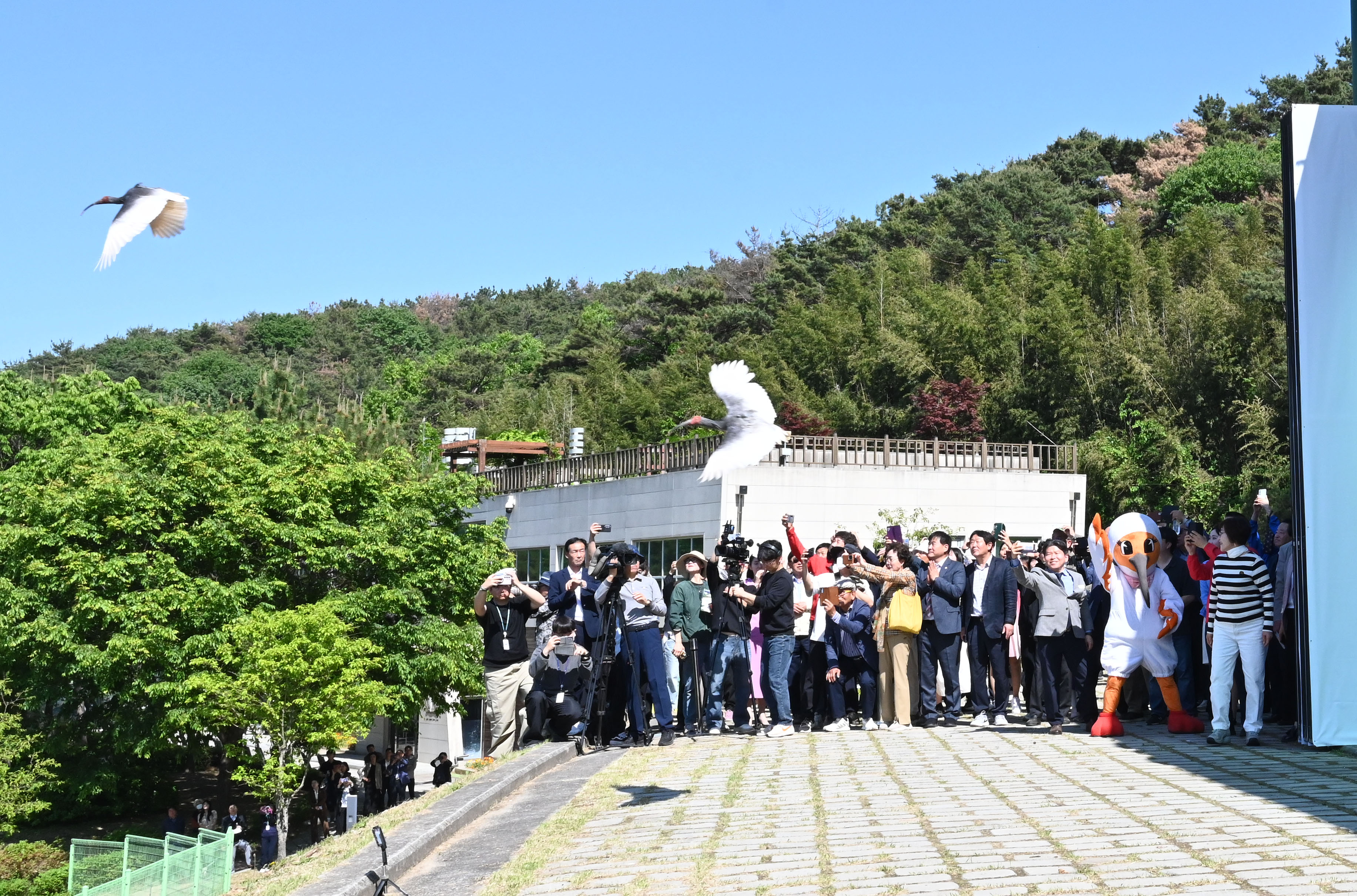 Fifty ibises on May 6 are released at the Upo Ibis Restoration Center in Changnyeong-gun County, Gyeongsangnam-do Province. Their white bodies turn gray when their breeding season begins. (Changnyeong-gun County) 