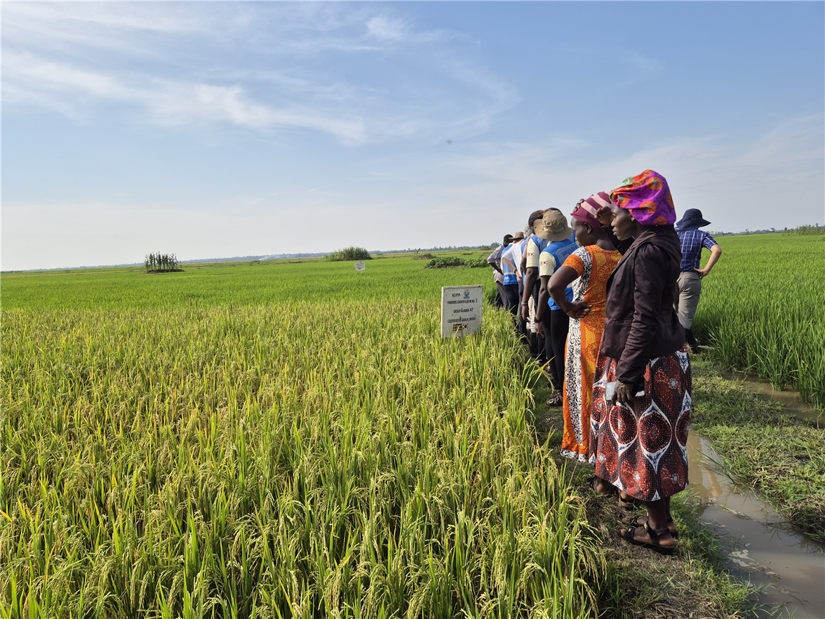 Marking its third year, the K-Rice Belt project last year produced 6,365 tons of high-quality, high-yield rice seeds in seven African countries. Shown is training for farmers in Uganda. (Ministry of Agriculture, Food and Rural Affairs) 
