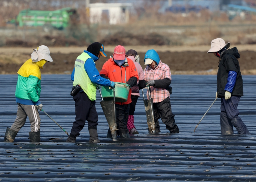 The Ministry of Justice this month will raise the quota for foreign skilled workers (E-7-4 visa) to 50% in agriculture, livestock and fisheries to up to 50%. Shown are farmers and foreign workers on March 10 planting potatoes at fields in Gangneung, Gangwon-do Province. (Yonhap News)  