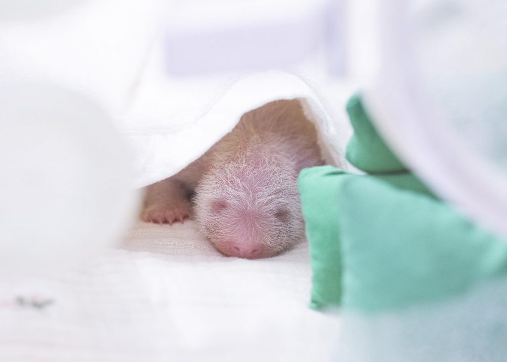 This giant panda cub was born on June 3. (Samsung C&T)