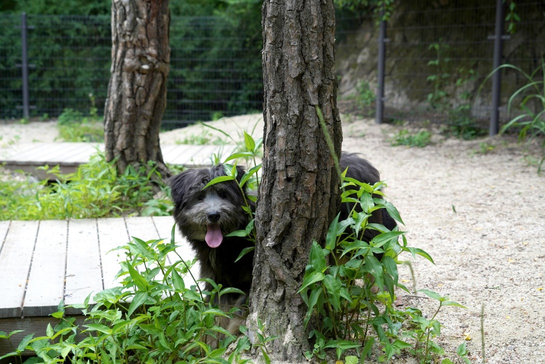 The Ministry of Agriculture, Food and Rural Affairs on June 29 said the number of registered pets last year was 3.67 million. (Seodaemun Naepumae Center)