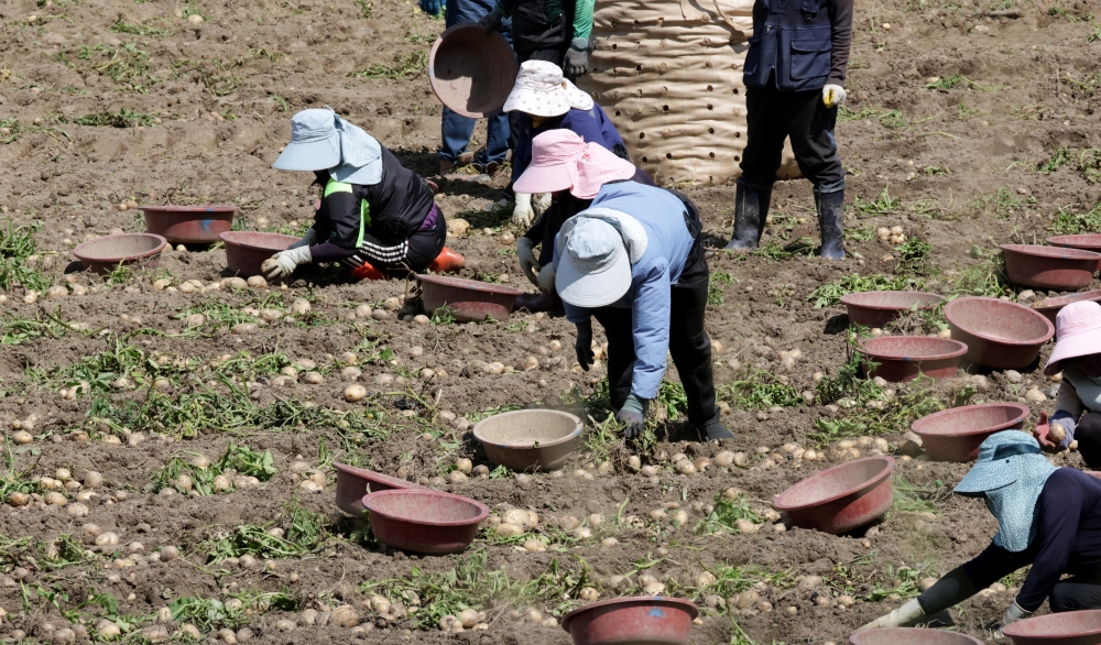 Nearly 17,000 foreign seasonal workers will be added in the second half of this year. Shown are farmers and laborers from abroad on June 30 harvesting potatoes at a field in the township of Gangdong-myeon in Gangneung, Gangwon-do Province. (Yonhap News)  
