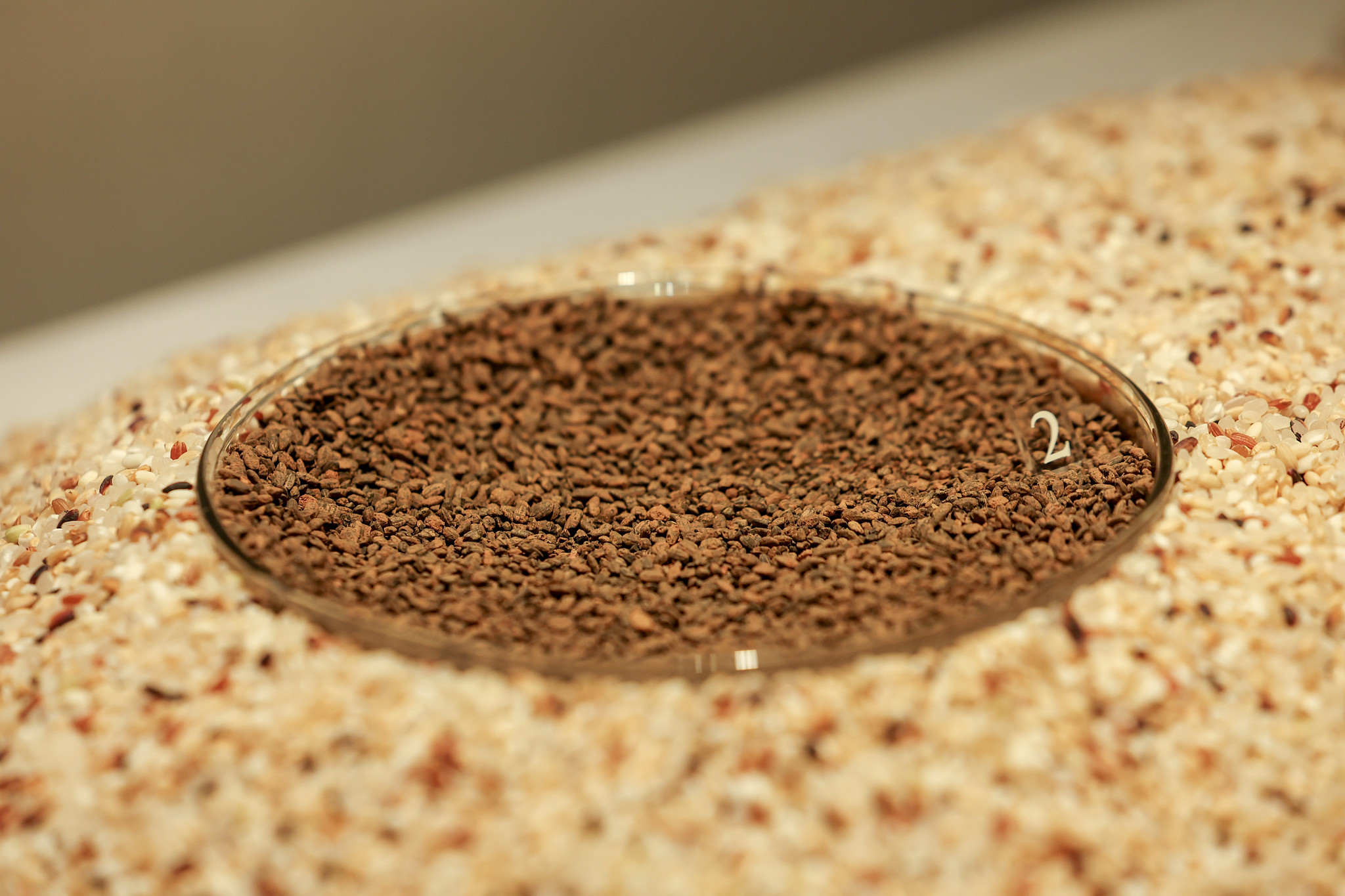 Burnt rice grains from the Bronze Age discovered in Buyeo-gun County, Chungcheongnam-do Province, are important evidence that prove how rice farming began on the Korean Peninsula as early as the Bronze Age. 