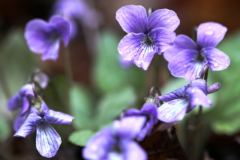 A domestic study has found that the breeding method of violets could help advance the next generation of flexible robots. (Yonhap News) 