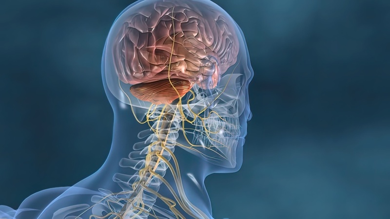 Domestic researchers in a world first have identified the first gateway for clearing waste products in the human brain. (iClickArt) Unauthorized reproduction and redistribution of this image is prohibited under copyright law.