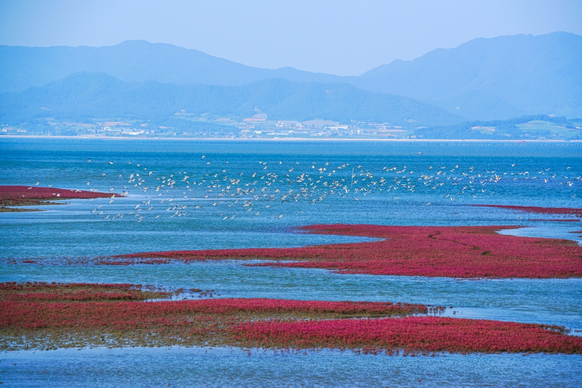 The UNESCO World Heritage Committee on July 25 designated four more gaetbol (tidal flats) in approving 
