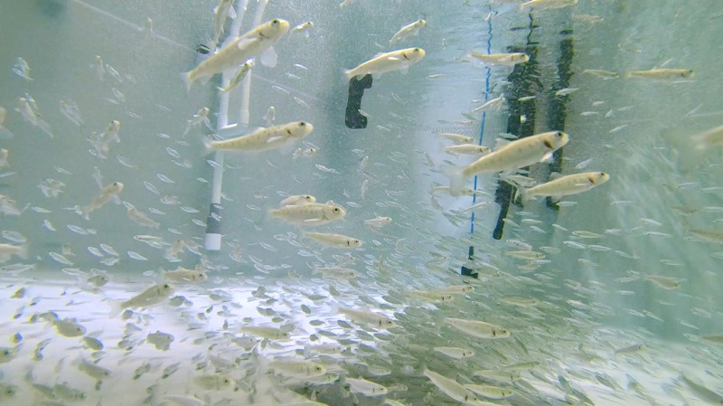 These salmon are grown in the fry production facility of Eco Aqua Farm in Busan's Gijang-gun County. 