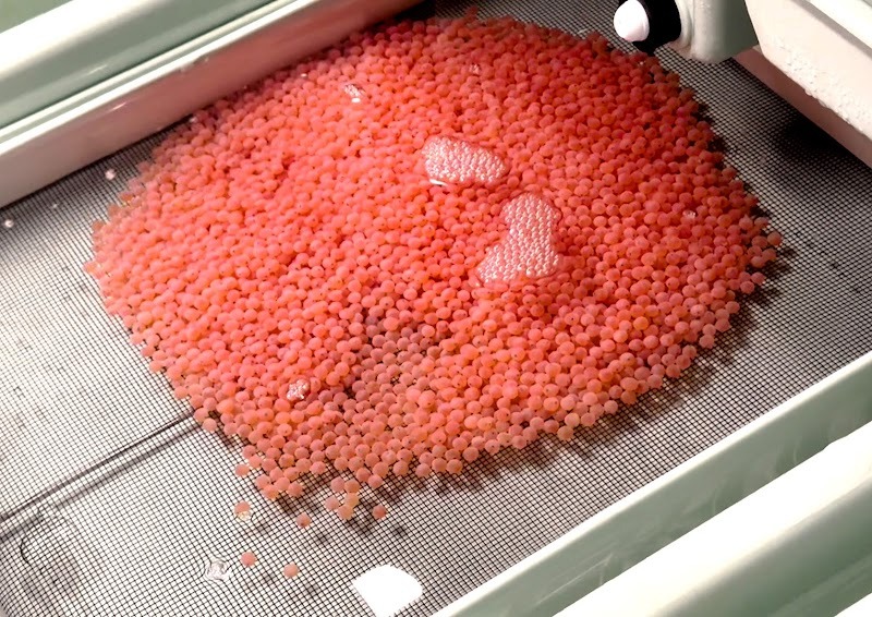 These are eyed eggs, or eggs in which the developing eyes are visible, harvested at Eco Aquafarm in March 2025. 