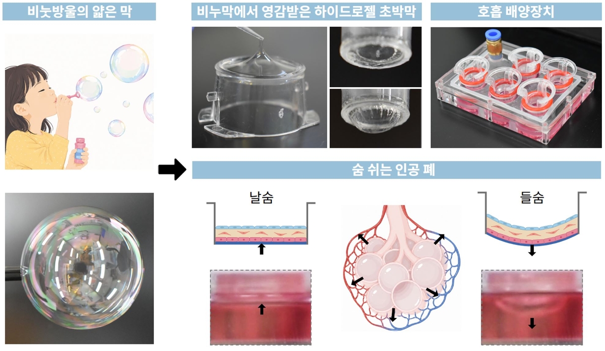 This 3-D artificial lung model replicates the formation of an ultrathin membrane inspired by soap bubbles and the movement of alveoli during respiration. (Pohang University of Science and Technology)