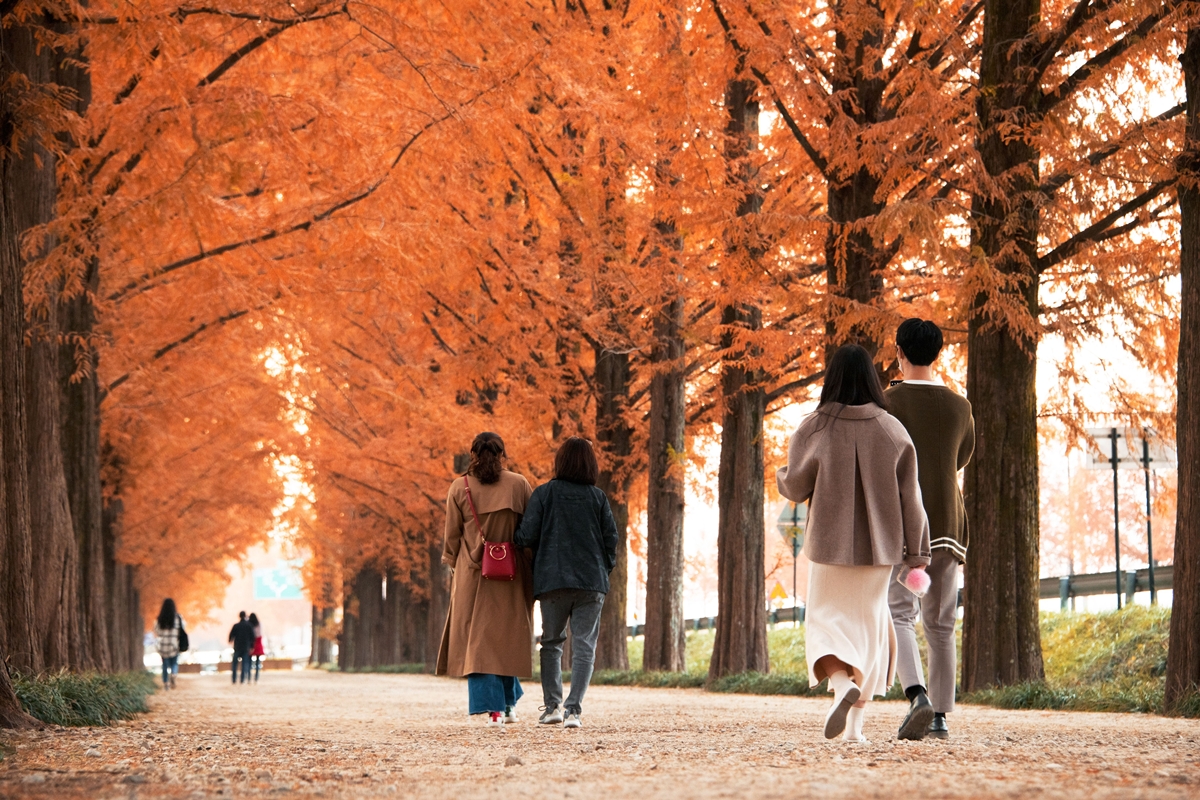 This beautiful autumn scene is at Damyang Metasequoia Road in the town of Damyang-eup in Damyang-gun County, Jeollanam-do Province. (Korea Tourism Organization)