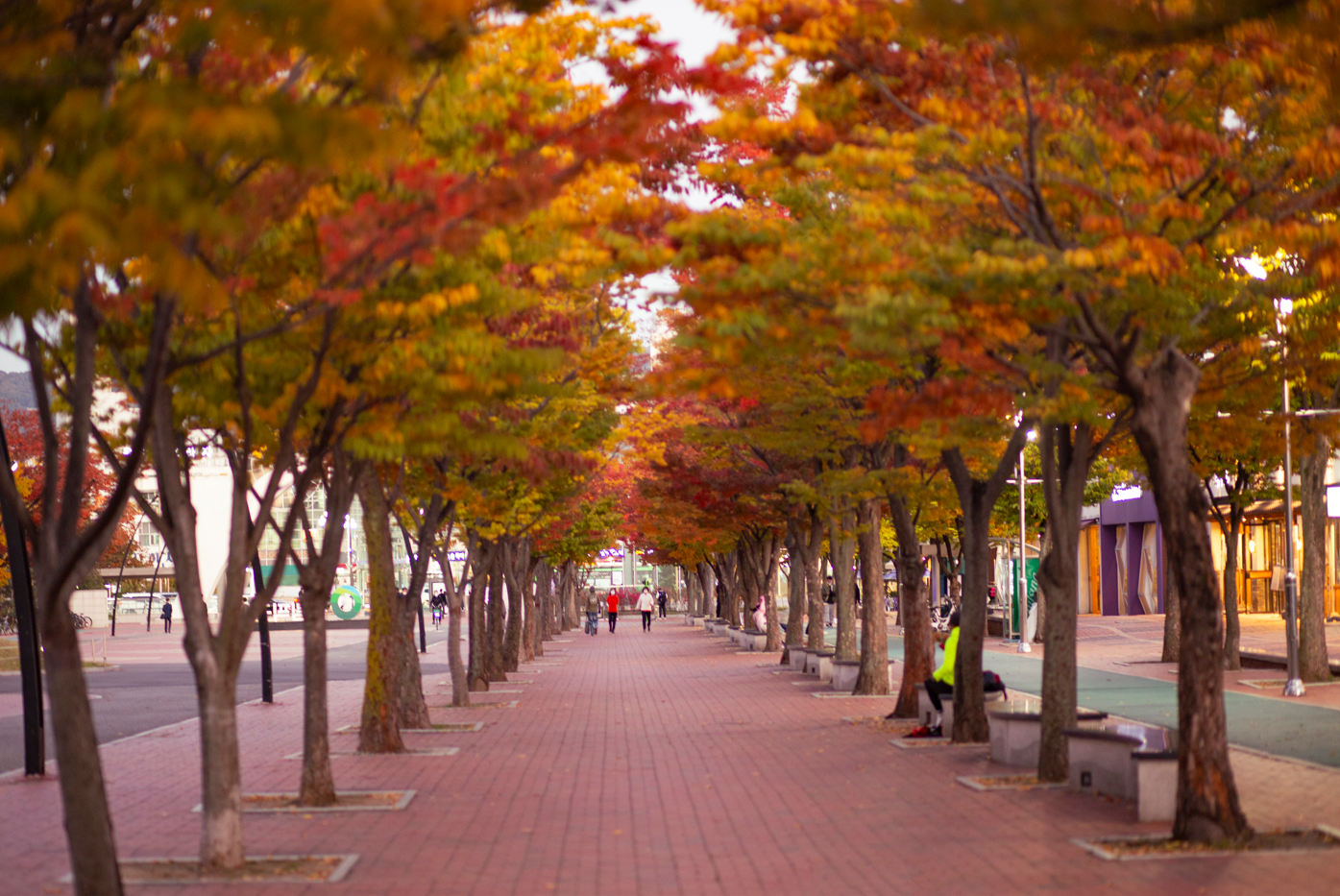 Autumn leaves color Olympic Park in Seoul's Songpa-gu District. (Seoul Tourism Organization)
