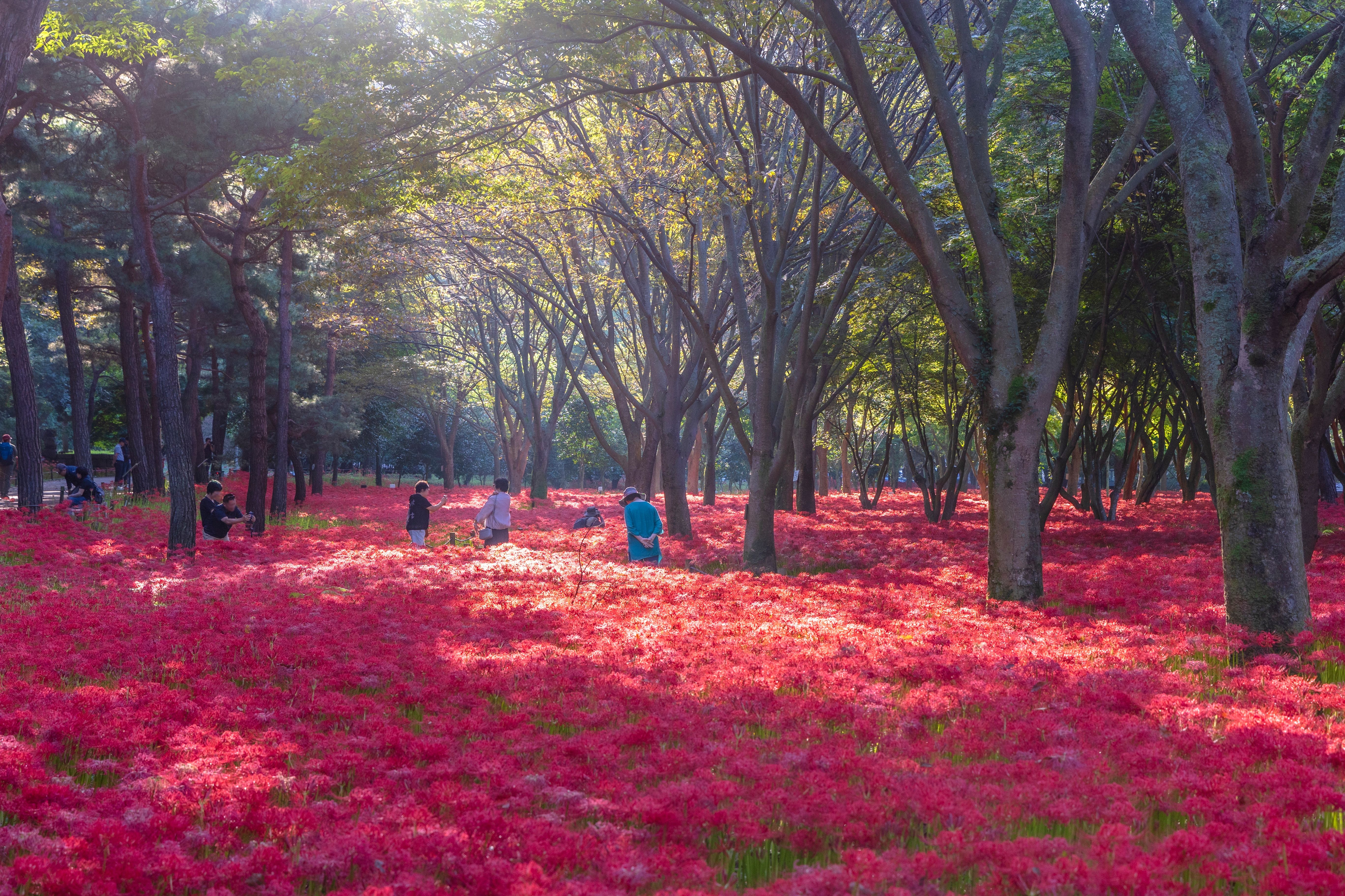 A sea of sangsawa (red spider lilies) colors Bulgapsa Temple in Yeonggwang-gun County, Jeollanam-do Province. (Korea Tourism Organization)