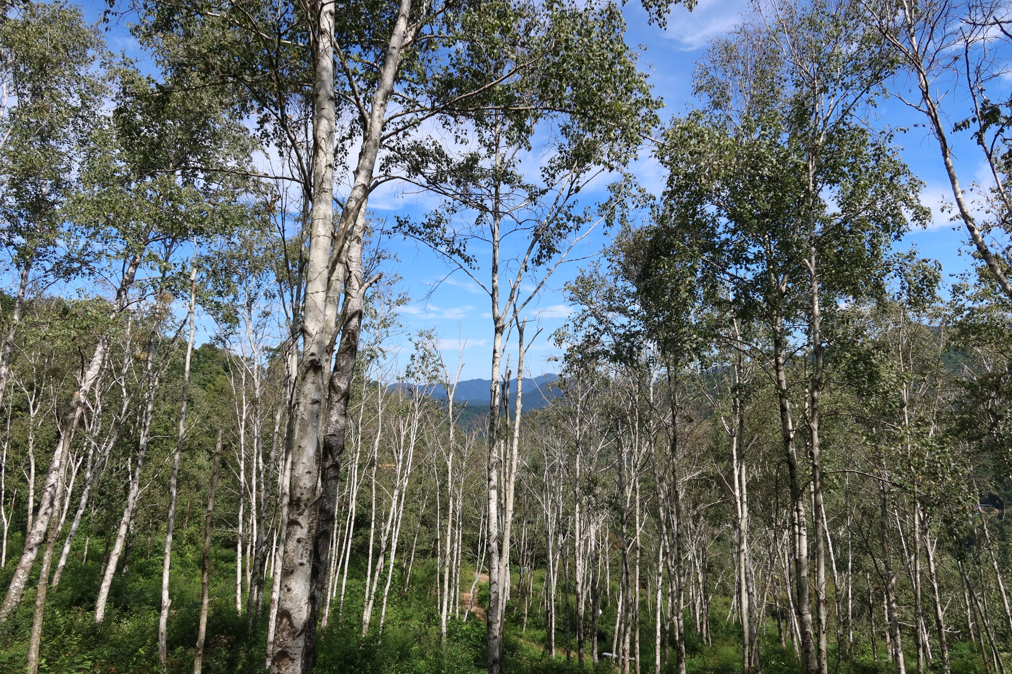 These birch trees at Seohuri Forest in Yangpyeong-gun County, Gyeonggi-do Province, is where the K-pop juggernaut BTS filmed its 