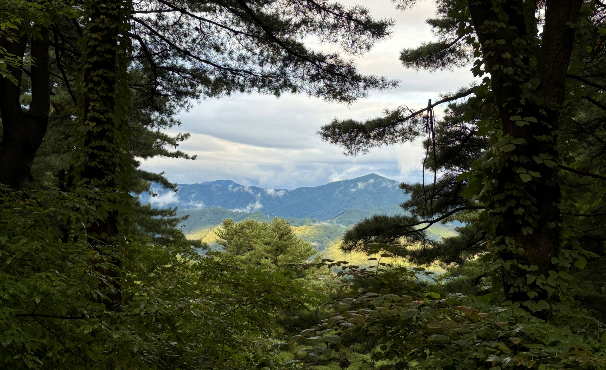 This is a panoramic view of Jatyanggi Purunsup Resort, the country's largest nut pine forex complex, in a rural tourism belt in Gapyeong-gun County, Gyeonggi-do Province